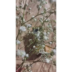 Muicin-Organic Ginger Root Hair Growth Oil